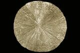 Beautiful, Pyrite Sun - Sparta, Illinois #91002-1